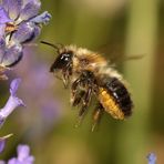 Schwarzbäuchige Blattschneiderbiene - Megachile nigriventris - Weibchen