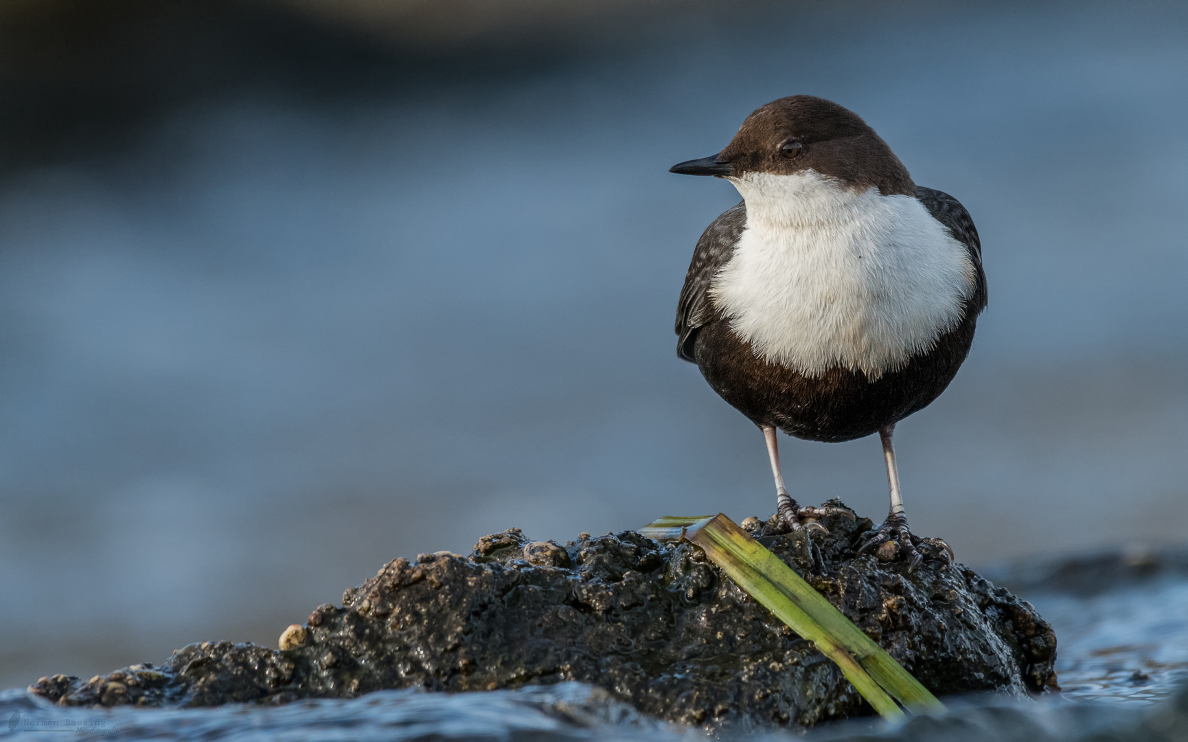 schwarzbäuchige oder nordische Wasseramsel