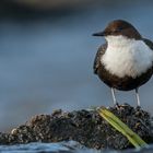 schwarzbäuchige oder nordische Wasseramsel