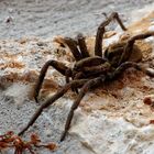 Schwarzbäuchige Tarantel ( Hogna radiata ) Weibchen ( was sonst ;-))