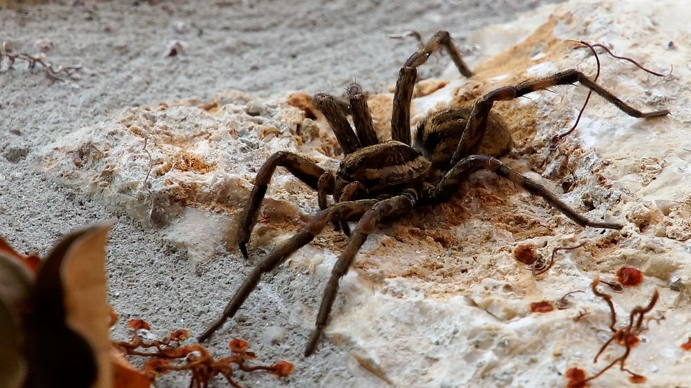 Schwarzbäuchige Tarantel ( Hogna radiata ) Weibchen ( was sonst ;-))