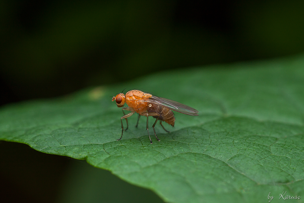 Schwarzbäuchige Taufliege (Drosophila melanogaster)