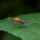 Schwarzbäuchige Taufliege (Drosophila melanogaster)