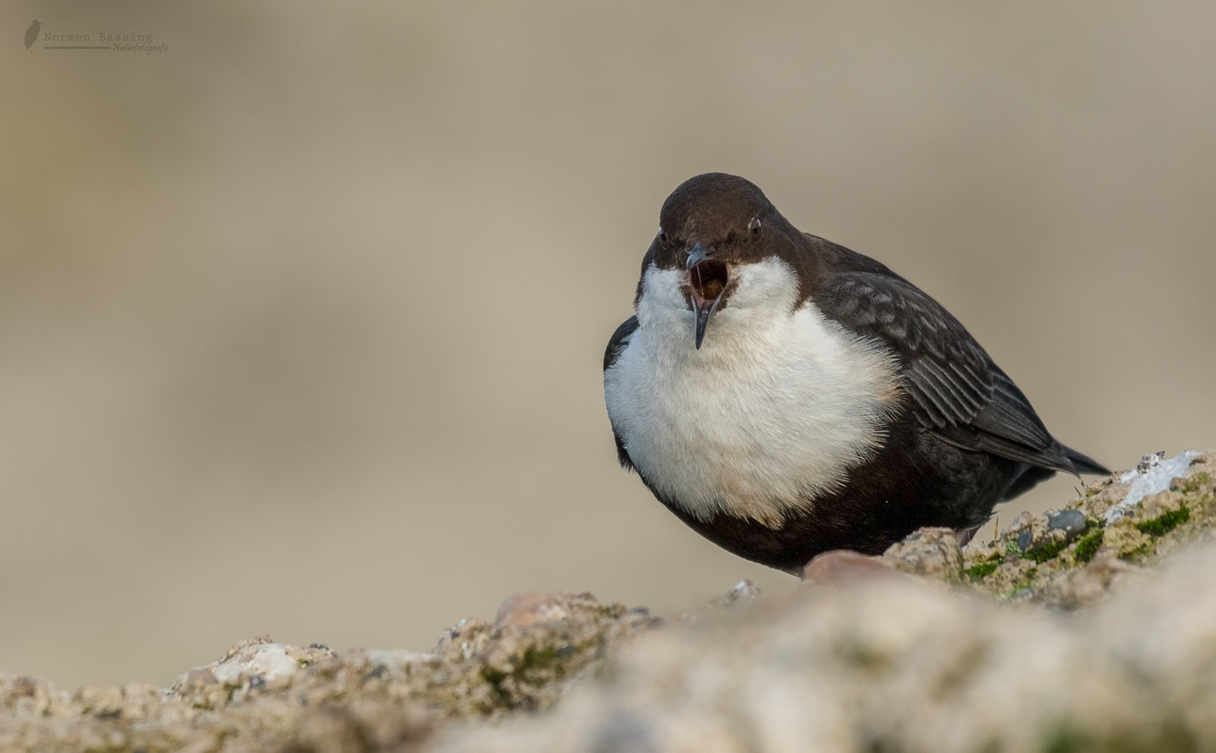 schwarzbäuchige Wasseramsel 2