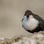 schwarzbäuchige Wasseramsel 2