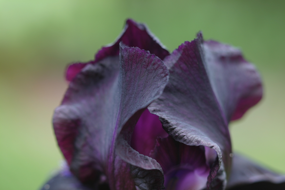 schwarzblaue Iris 1