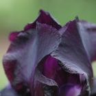 schwarzblaue Iris 1