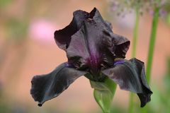 schwarzblaue Iris