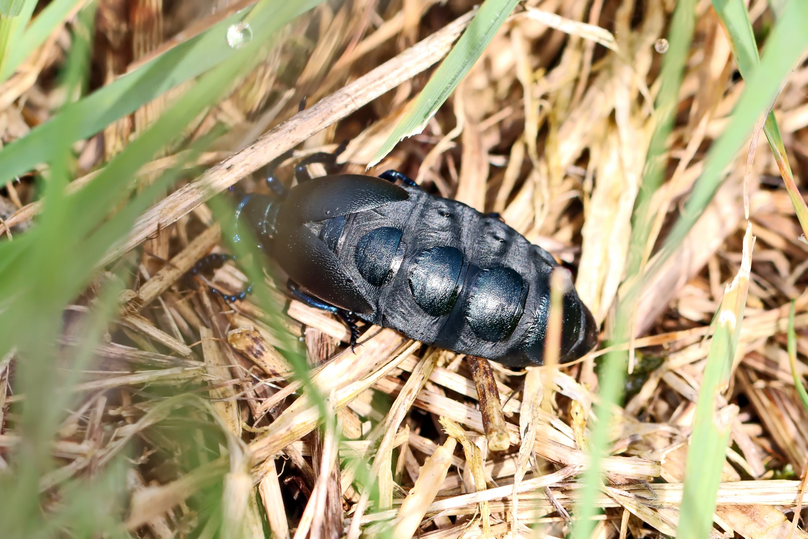 Schwarzblaue Ölkäfer