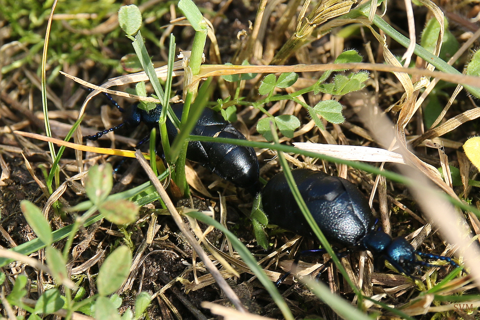 Schwarzblaue Ölkäfer