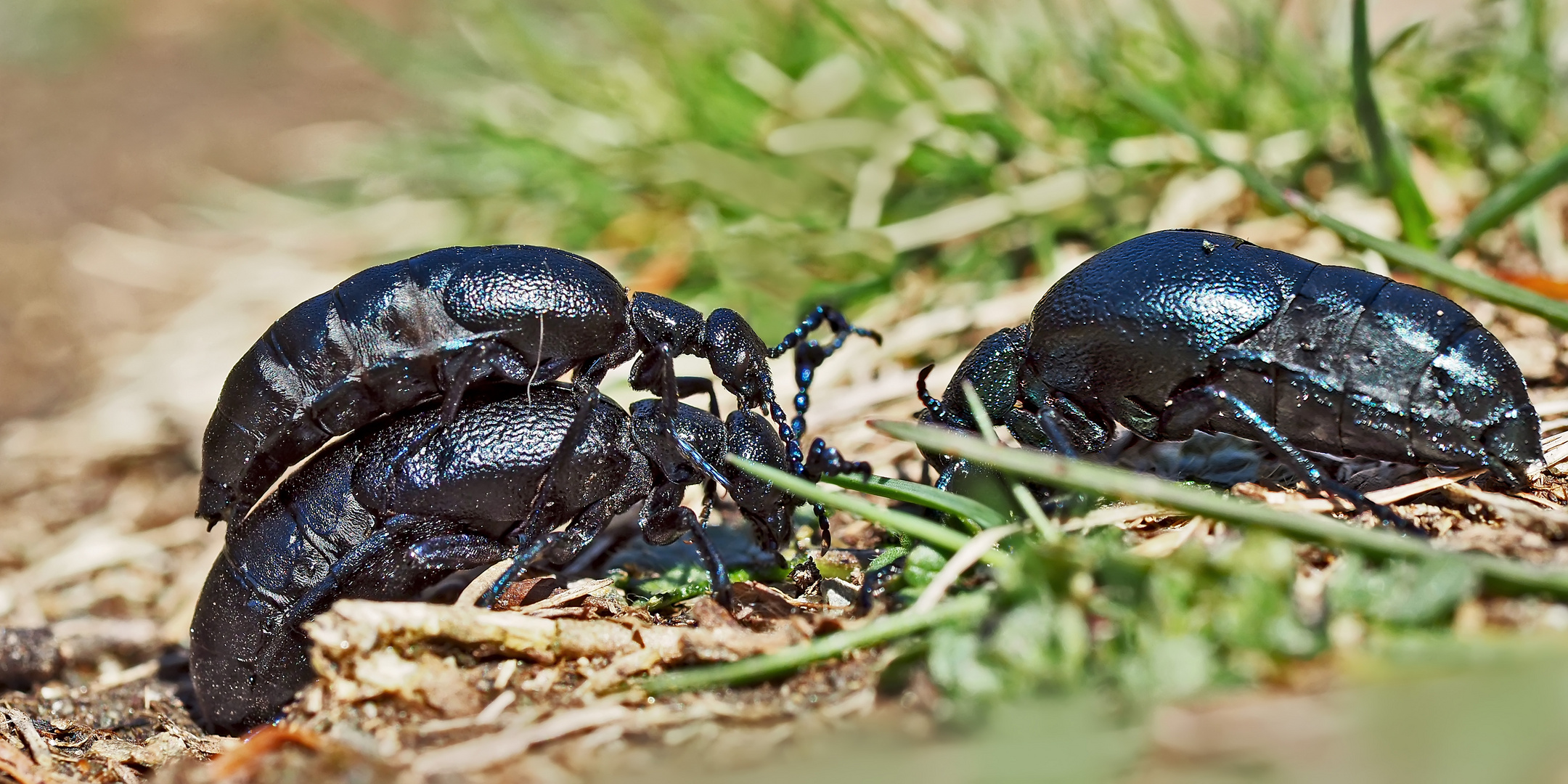 Schwarzblaue Ölkäfer feiern den Frühling! - Méloé printanier (Meloe proscarabaeus). 