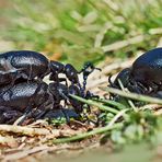 Schwarzblaue Ölkäfer feiern den Frühling! - Méloé printanier (Meloe proscarabaeus). 