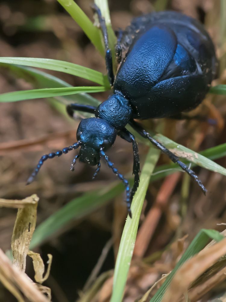 Schwarzblaue Ölkäfer (Meloe proscarabaeus)