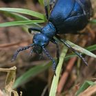 Schwarzblaue Ölkäfer (Meloe proscarabaeus)