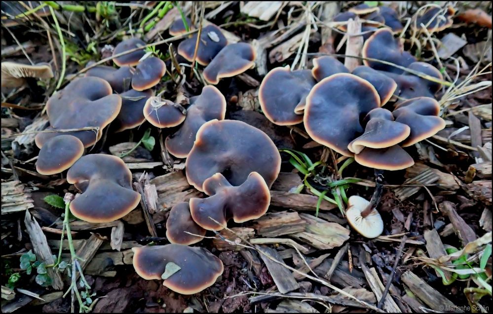 Schwarzblaue Pilzchen mit hellem Rand...