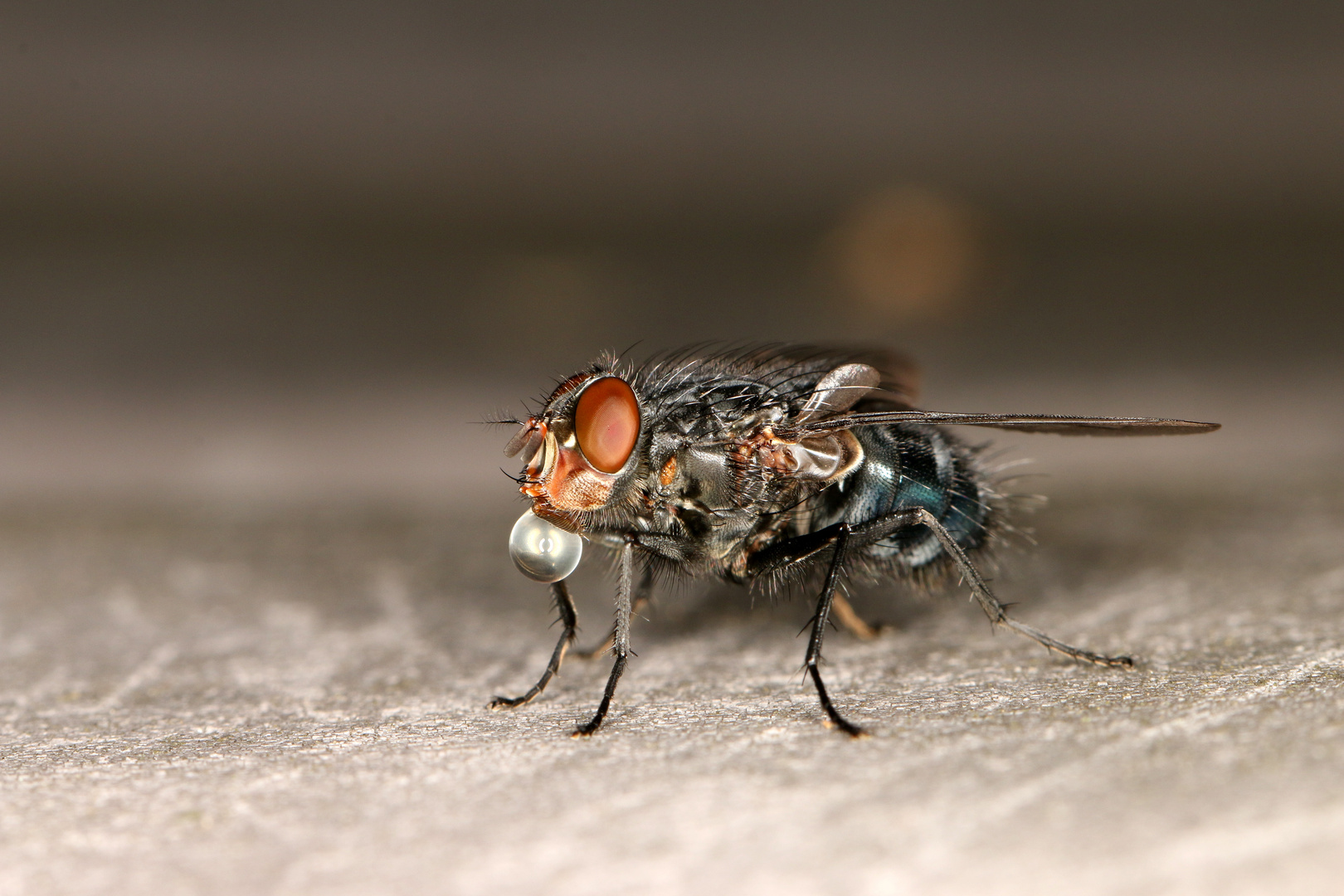 Schwarzblaue Schmeißfliege - Calliphora vomitoria - mit Wassertropfen!