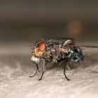 Schwarzblaue Schmeißfliege - Calliphora vomitoria - mit Wassertropfen!