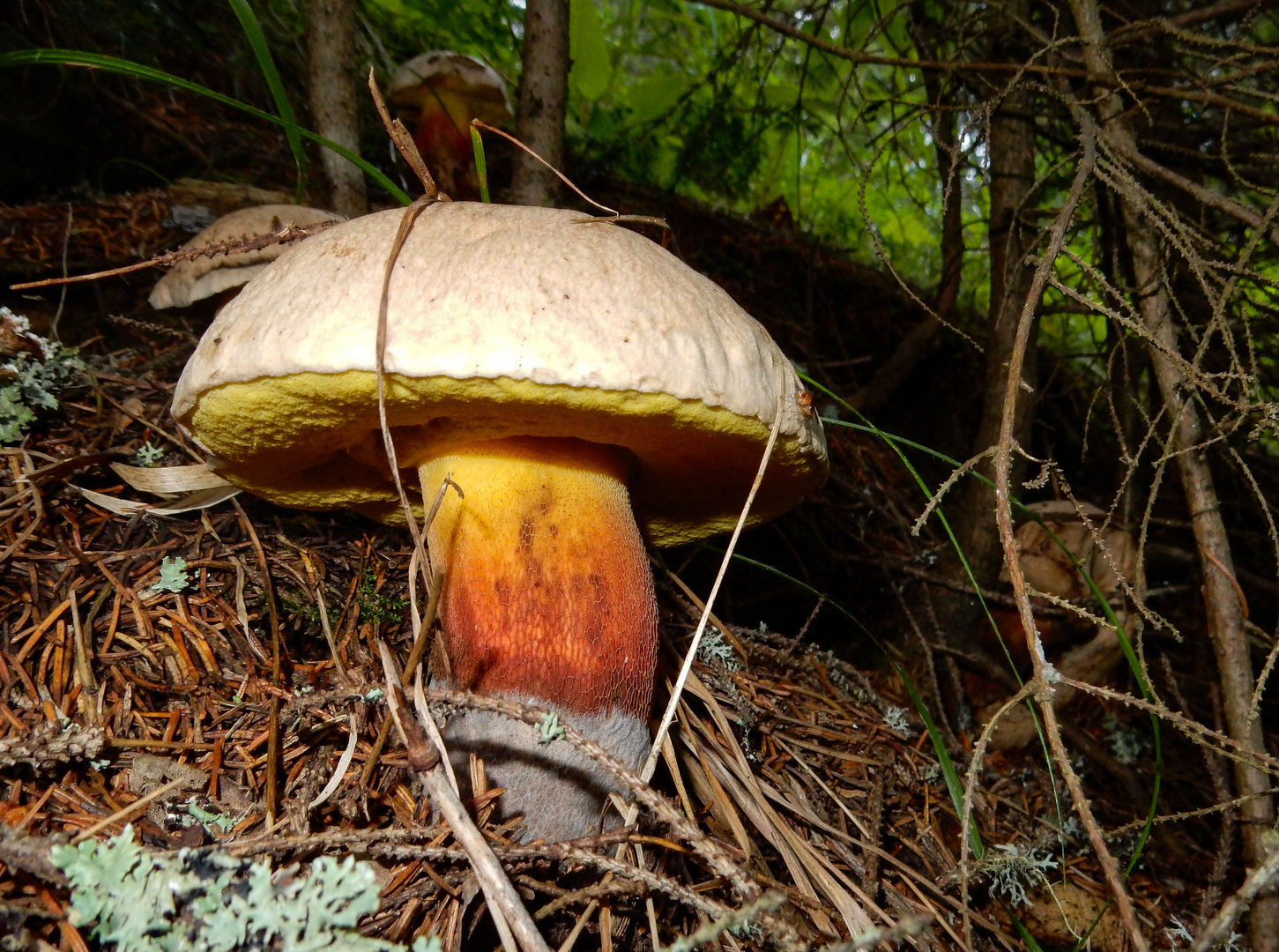 Schwarzblauender Röhrling