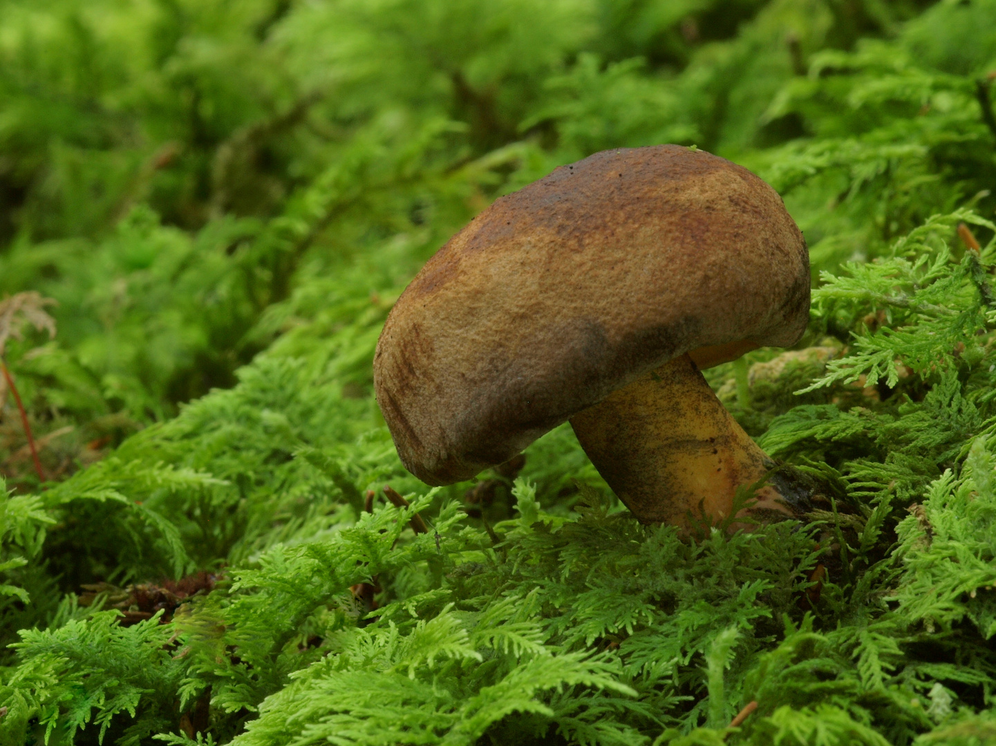 Schwarzblauender Röhrling (Boletus pulverulentus),