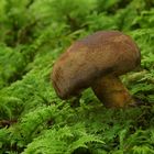 Schwarzblauender Röhrling (Boletus pulverulentus),