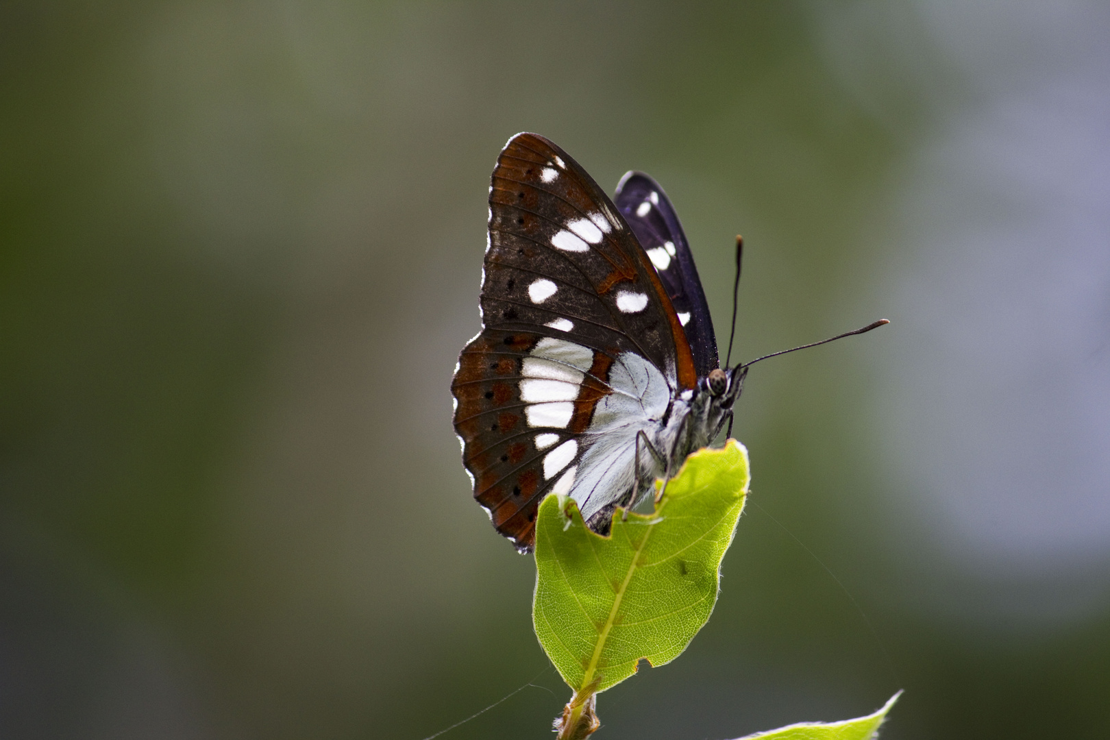 Schwarzblauer Eisvogel Limenitis reducta