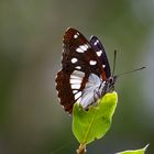 Schwarzblauer Eisvogel Limenitis reducta