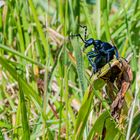 Schwarzblauer Ölkäfer