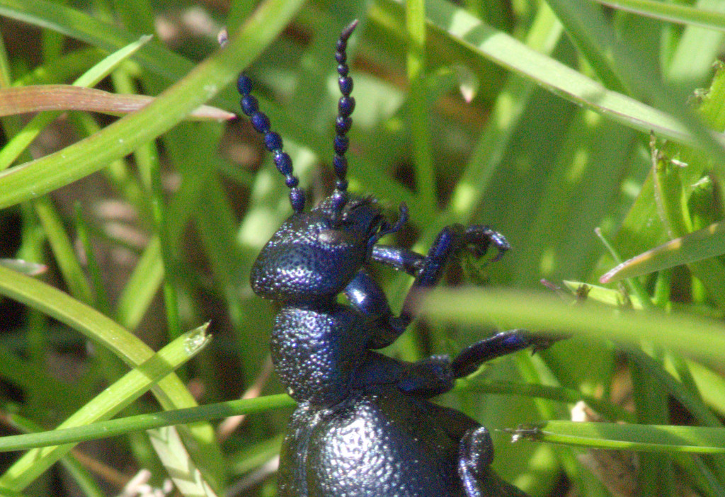 Schwarzblauer Ölkäfer