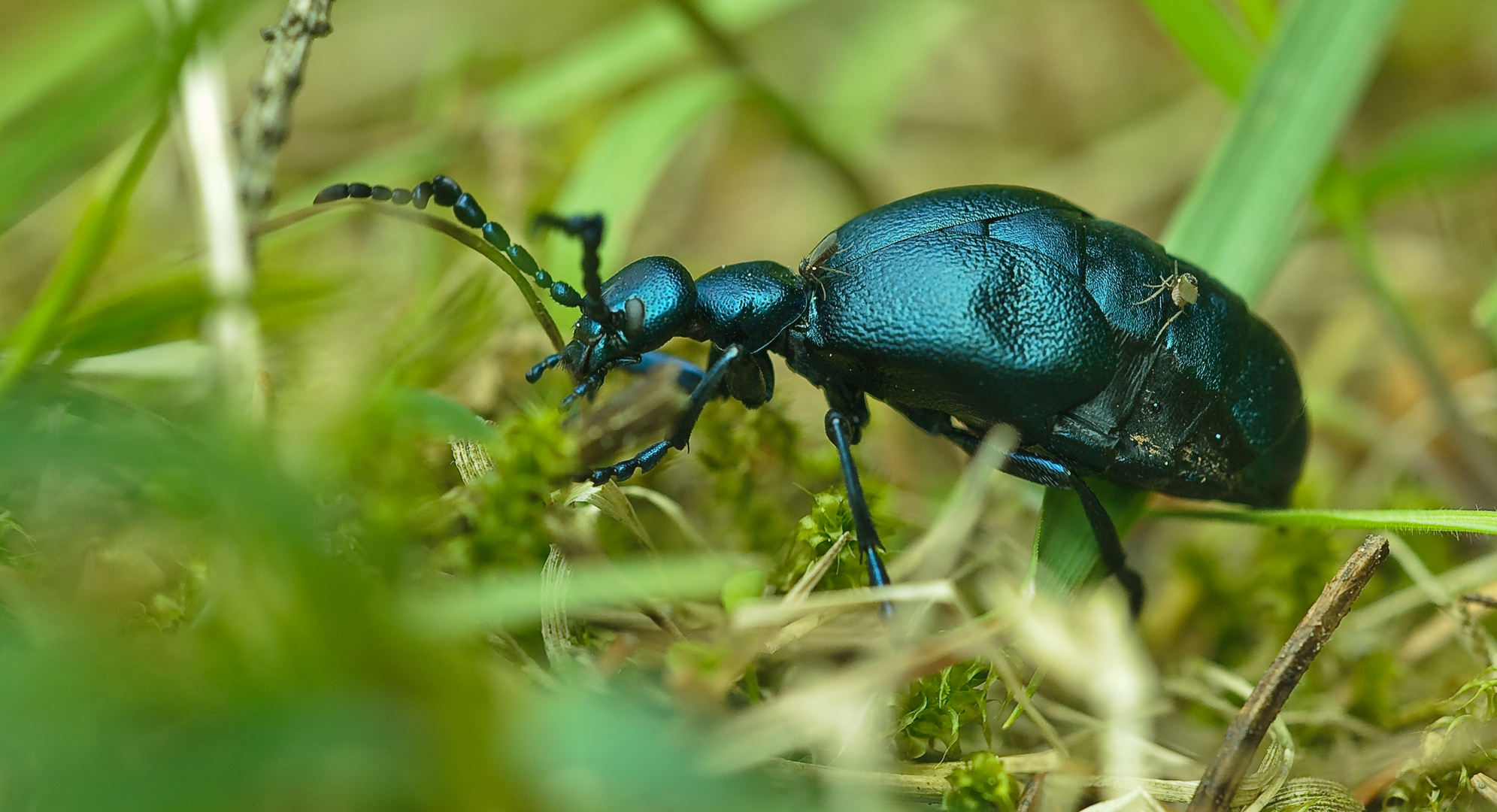 Schwarzblauer Ölkäfer