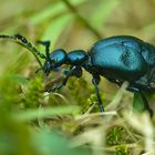 Schwarzblauer Ölkäfer