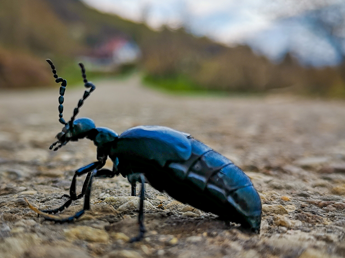 Schwarzblauer Oelkäfer Meloe proscarabaeus