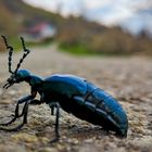 Schwarzblauer Oelkäfer Meloe proscarabaeus