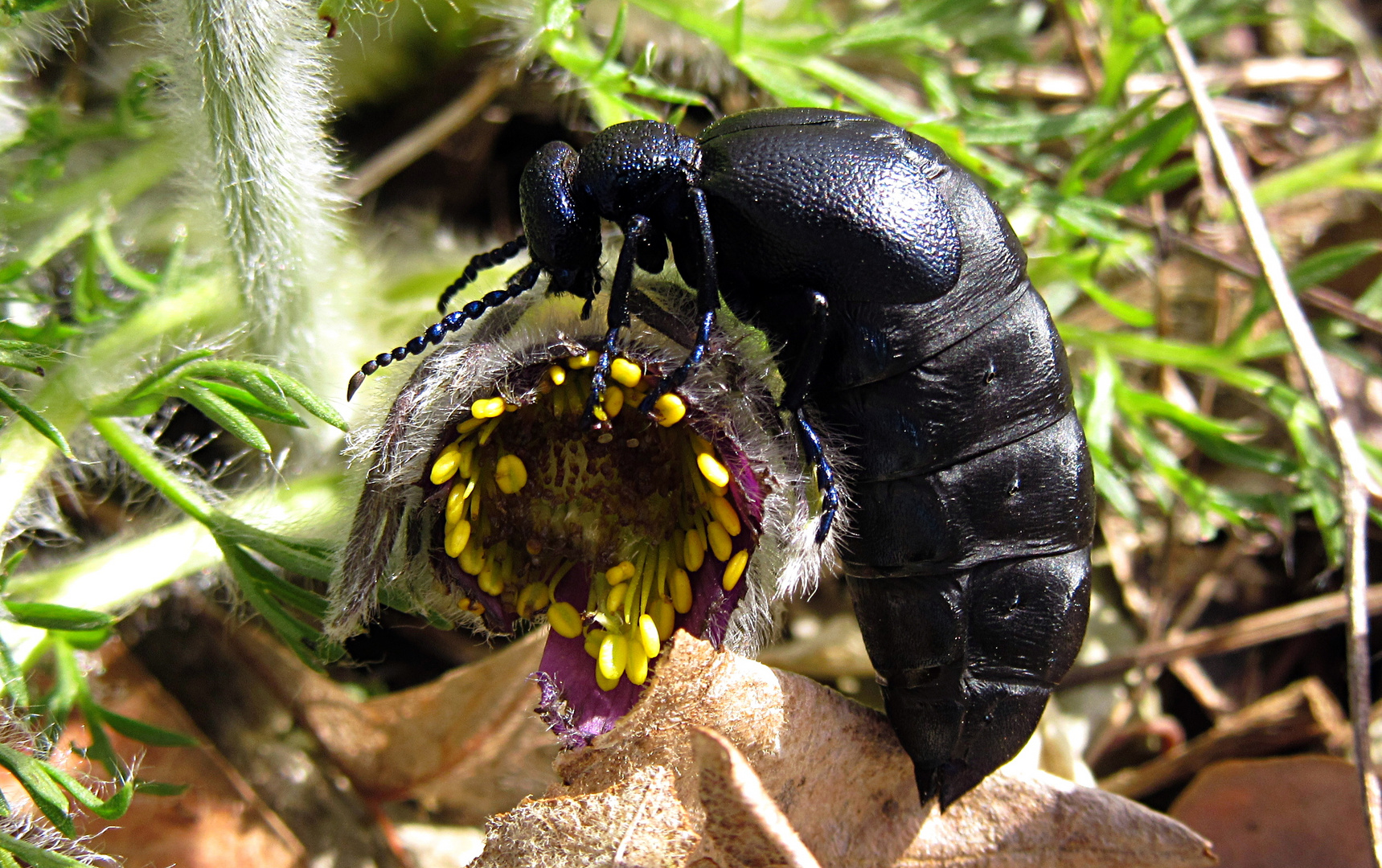 --- Schwarzblauer Ölkäfer (Meloe proscarabaeus) ---