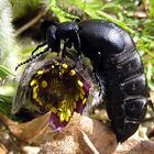 --- Schwarzblauer Ölkäfer (Meloe proscarabaeus) ---