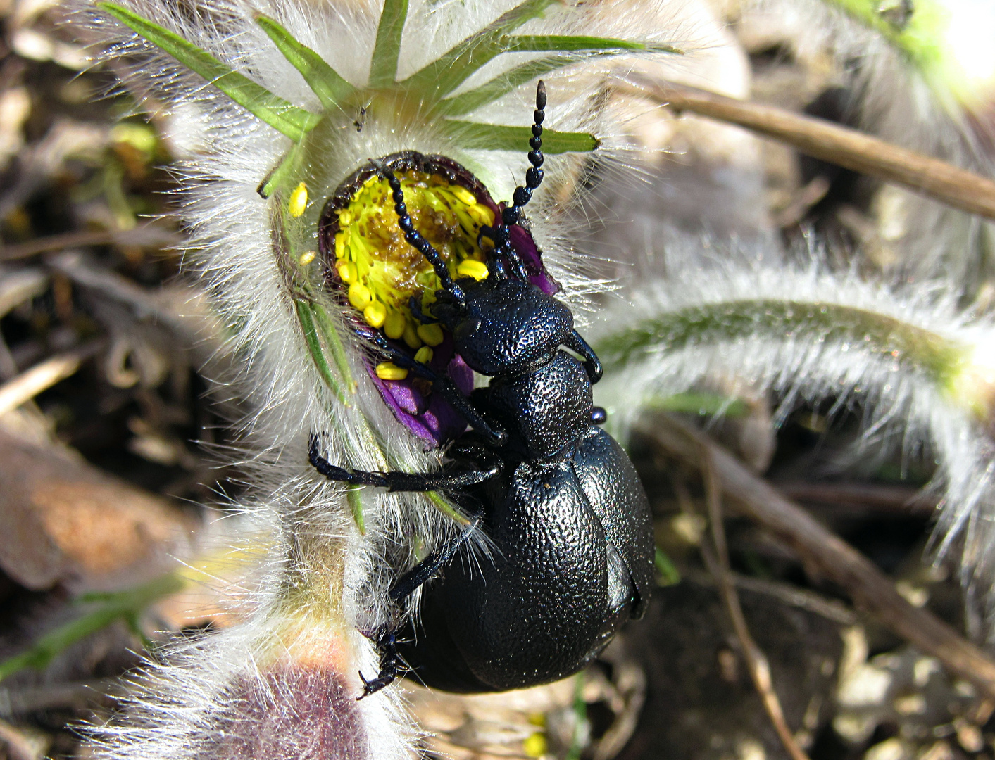 --- Schwarzblauer Ölkäfer (Meloe proscarabaeus) ---