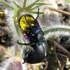 --- Schwarzblauer Ölkäfer (Meloe proscarabaeus) ---