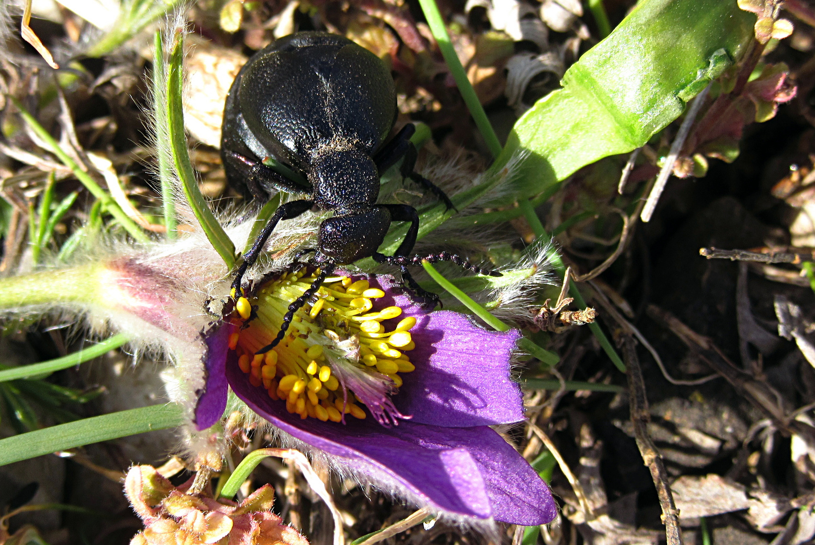 --- Schwarzblauer Ölkäfer (Meloe proscarabaeus) ---