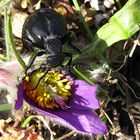 --- Schwarzblauer Ölkäfer (Meloe proscarabaeus) ---