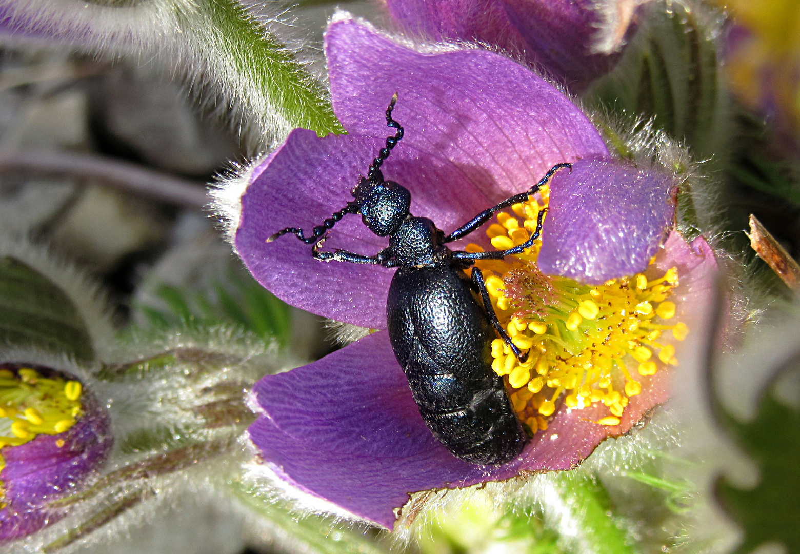 --- Schwarzblauer Ölkäfer (Meloe proscarabaeus) ---