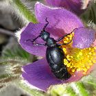 --- Schwarzblauer Ölkäfer (Meloe proscarabaeus) ---