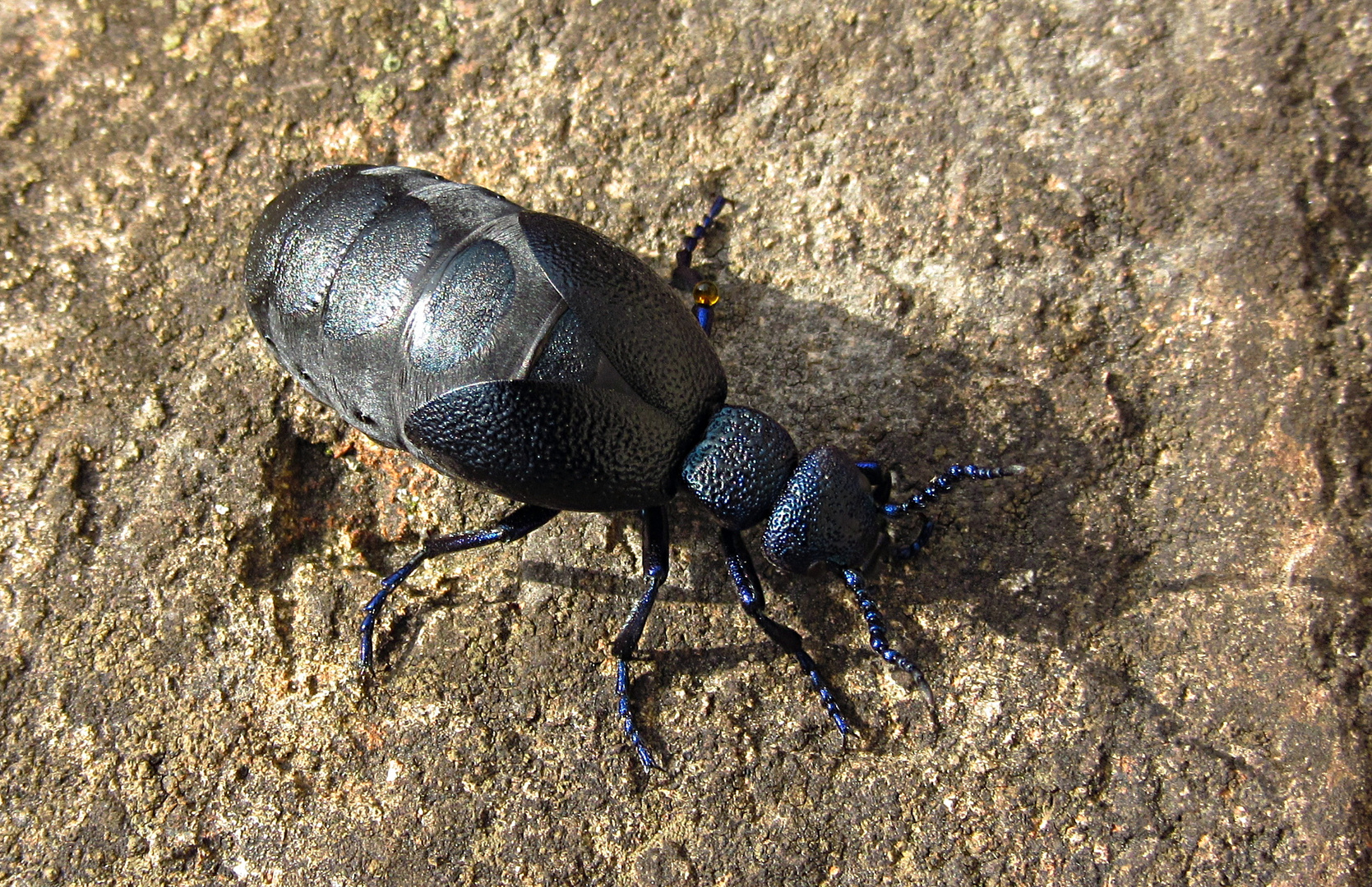 --- Schwarzblauer Ölkäfer (Meloe proscarabaeus) ---