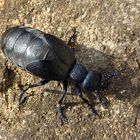 --- Schwarzblauer Ölkäfer (Meloe proscarabaeus) ---