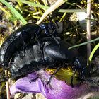 --- Schwarzblauer Ölkäfer (Meloe proscarabaeus) ---