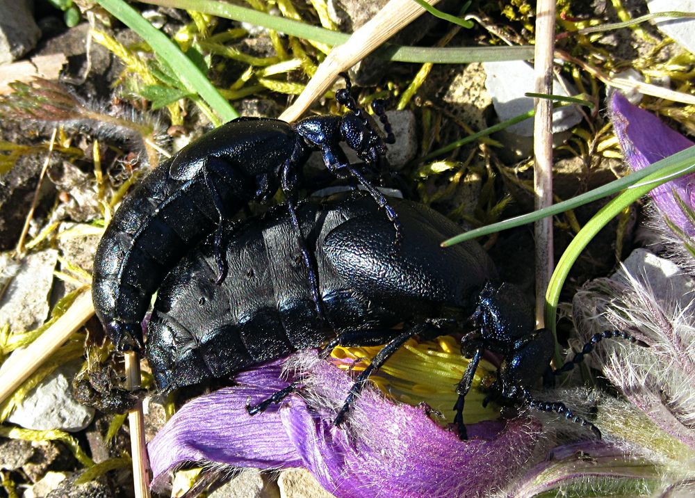 --- Schwarzblauer Ölkäfer (Meloe proscarabaeus) ---