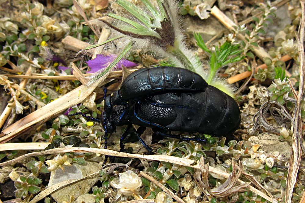 --- Schwarzblauer Ölkäfer (Meloe proscarabaeus) ---