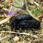 --- Schwarzblauer Ölkäfer (Meloe proscarabaeus) ---