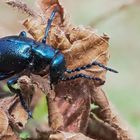 Schwarzblauer Ölkäfer (Meloe proscarabaeus)