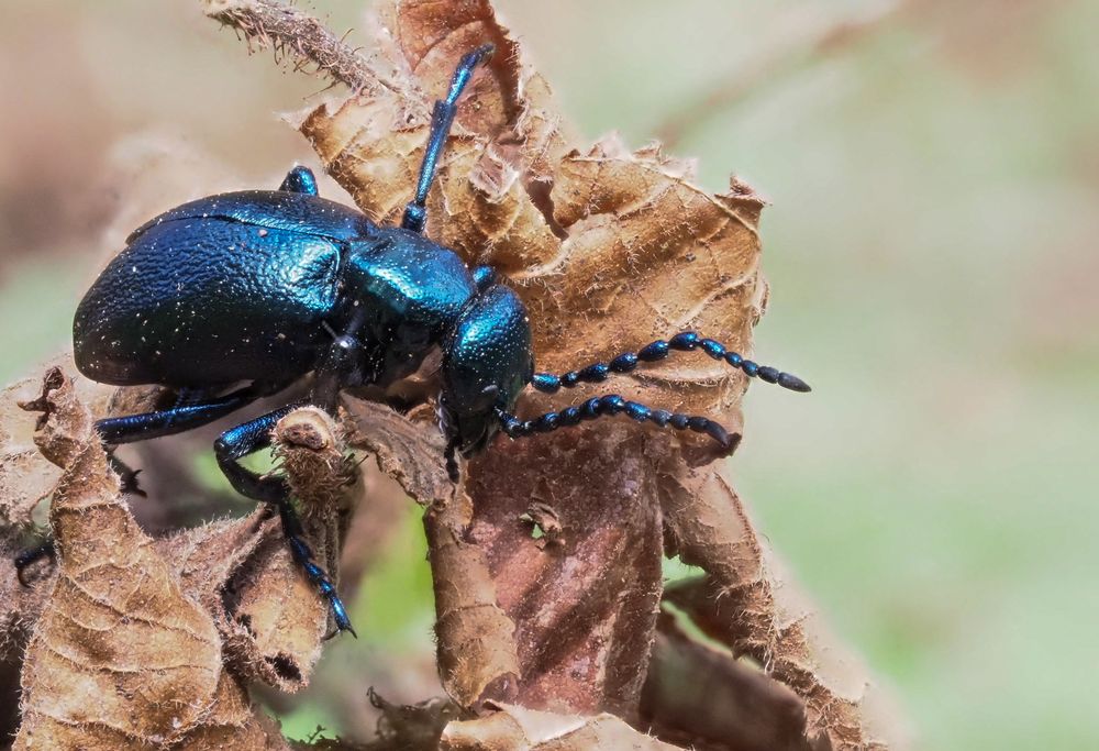 Schwarzblauer Ölkäfer (Meloe proscarabaeus)