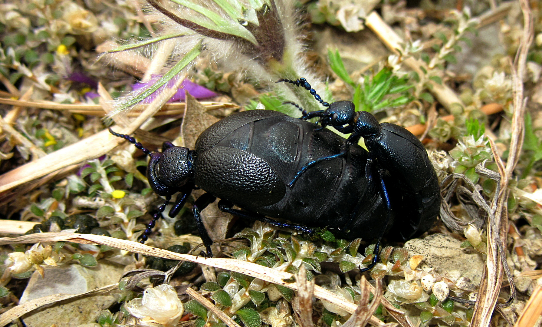 --- Schwarzblauer Ölkäfer (Meloe proscarabaeus) ---