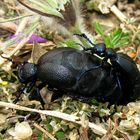 --- Schwarzblauer Ölkäfer (Meloe proscarabaeus) ---